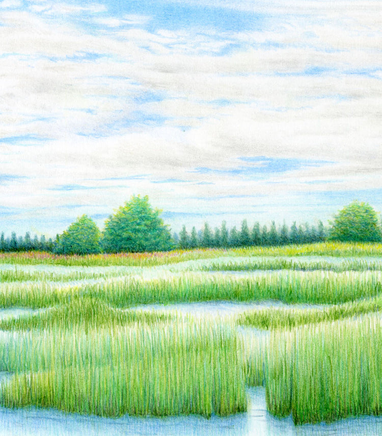 夏の湿原
