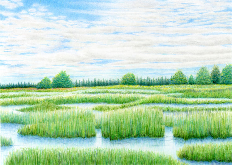 夏の湿原