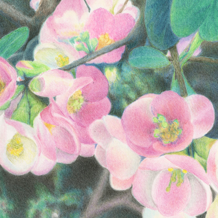 木瓜の花 −ばあちゃん家の庭先で−