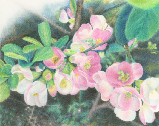 木瓜の花 −ばあちゃん家の庭先で−